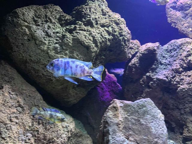 Maylandia zebra 'Same Bay'